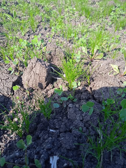 عايز مبيد حشاءش للعريضه ف الكمون